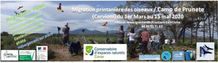 A Cervioni pour découvrir la migration printanière des oiseaux  