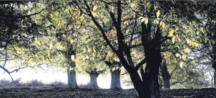  Le Rotary sollicite les viticulteurs pour sauver "l'arbre à pain"