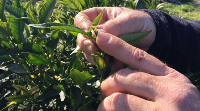 Les agriculteurs corses face au défi du changement climatique 