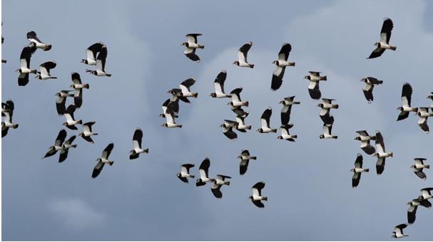 Mare latinu : Le temps des grandes migrations pour des milliers d'oiseaux