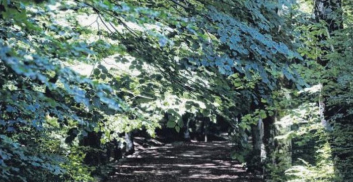 Forêts : les "privés" divisés sur la défense de leurs intérêts