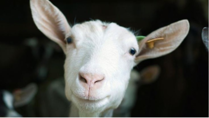 Coronavirus : et les animaux dans tout ça ? 