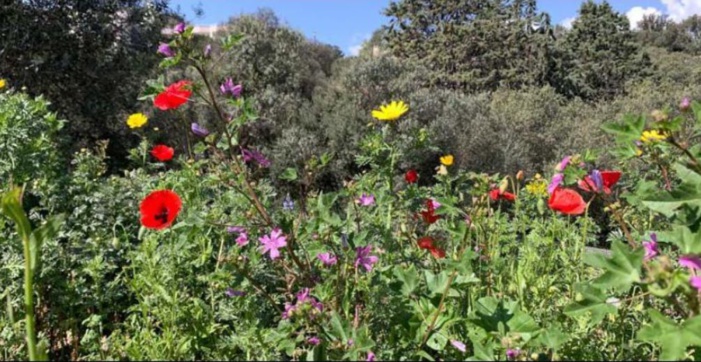 Un printemps qui exulte ici et là