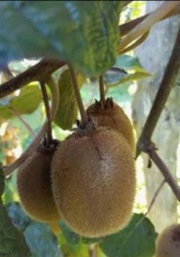 Le Kiwi de Corse obtient un précieux sésame avec l'IGP