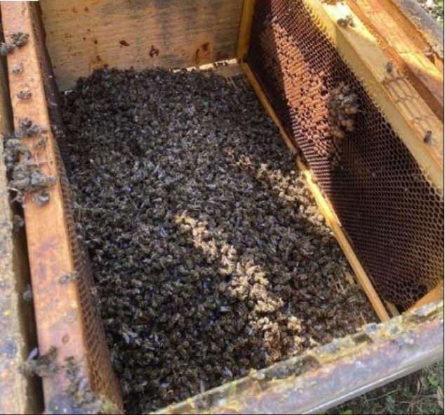 Destruction de ruches : le syndicat d'apiculture 2B condamne fermement " cet acte odieux"