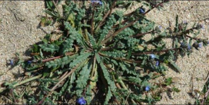 Petite leçon de botanique