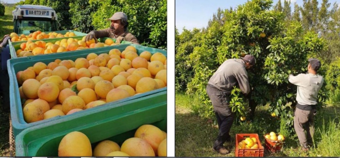  5 000 tonnes à récolter, le pomelo résiste bien à la crise