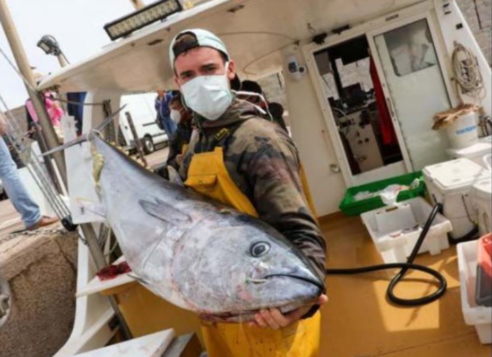Du pêcheur au consommateur un "drive" sur le port de Calvi