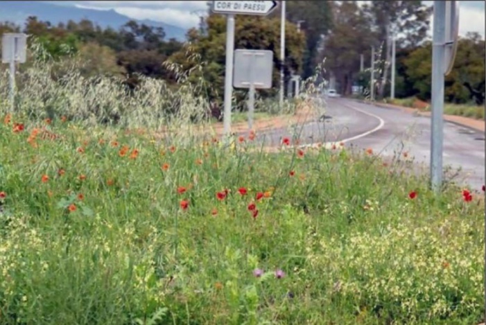  La belle saison des coquelicots