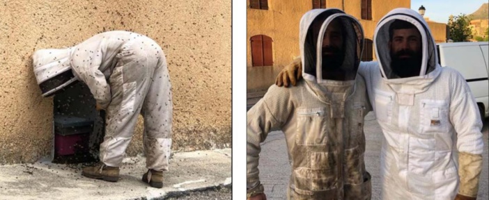 Des essaims d'abeilles s'installent au coeur du village