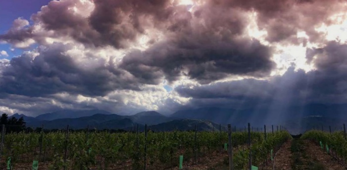 Des vignes bien vigoureuses