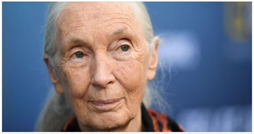 Jane Goodall : "Prenons conscience que la pandémie est liée à notre manque de respect pour le monde naturel"