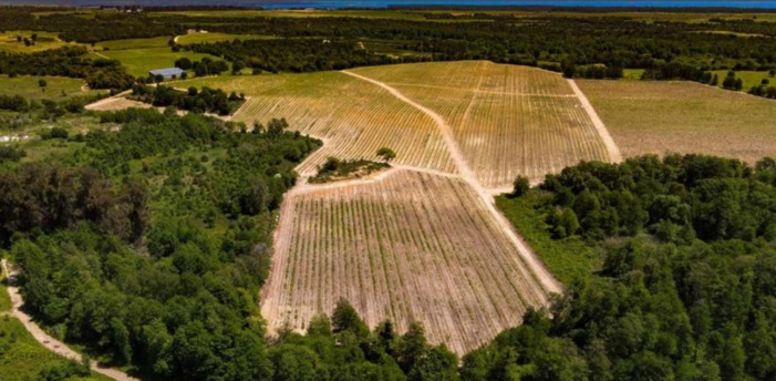 Petit à petit, la vigne change de robe 