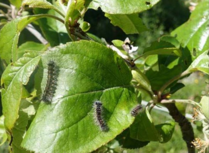 La chenille redémarre dans les feuillages c'est le bombyx disparate ...