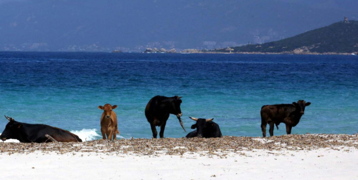Plages, les communes du Sud se préparent à se jeter à l'eau