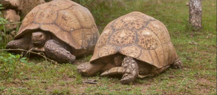  Le parc animalier A Cupulatta attend son classement