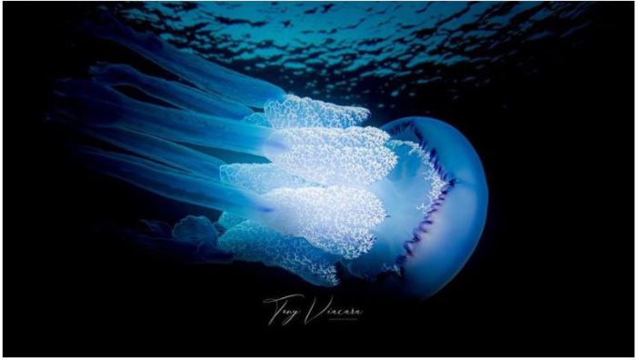 Concours photo SNSM Bastia : que la mer est belle ! 
