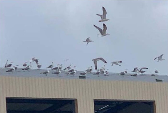 Sur un hangar perchées