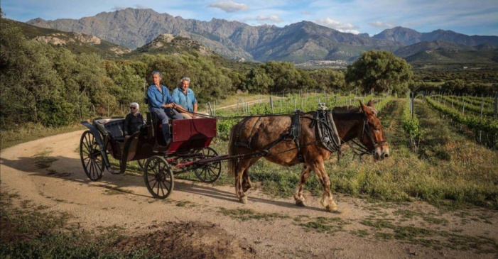 Un brin de liberté au milieu des vignes du Clos Culombu 