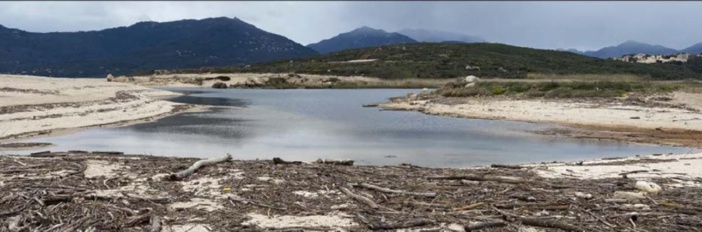 À Capolauroso, le bois flotté qui s'amasse profite à l'écosystème 