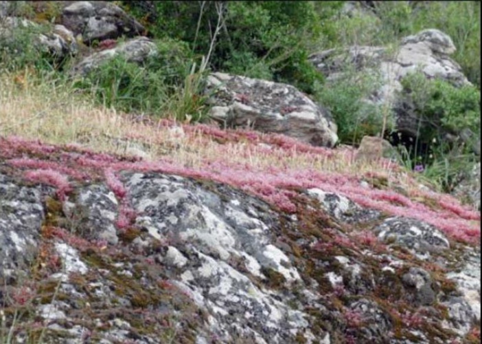 Le sedum étoilé, symbole de la résurrection