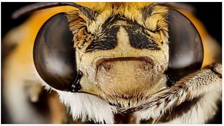 Les abeilles du monde en 17 photos