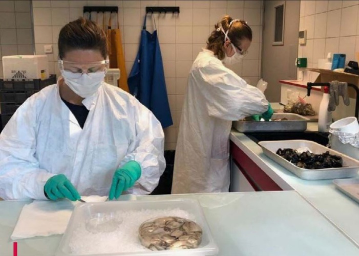 Pas de trace de Covid dans l'eau de mer et les coquillages