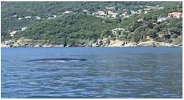  VIDEO - Des rorquals communs filmés à 500m des côtes près de Sagro 