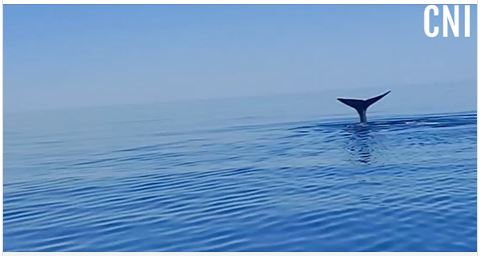 VIDEO - Un rorqual filmé au large du Golfe de Porto 