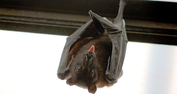 Coronavirus : la chauve-souris toujours pointée du doigt, coupable idéal depuis la nuit des temps