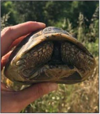 ENVIRONNEMENT  Prudence pendant la saison des tortues d'Hermann