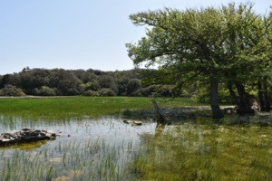 Festa di i pozzi 2020 Festa di i pozzi 2020