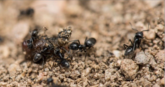 Tapinoma magnum : une invasion de fourmis menace la biodiversité dans les jardins, potagers et maisons de Corse