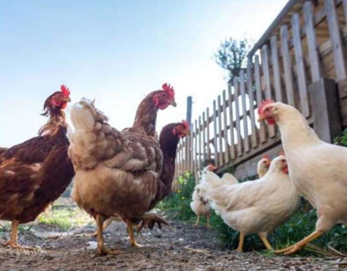 SERRA DI FERRO  L'acquisition de poules chez soi explose
