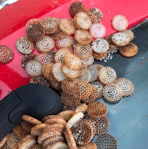 Porto Vecchio : les filtres plastiques, un fléau invisible qui pollue le littoral 