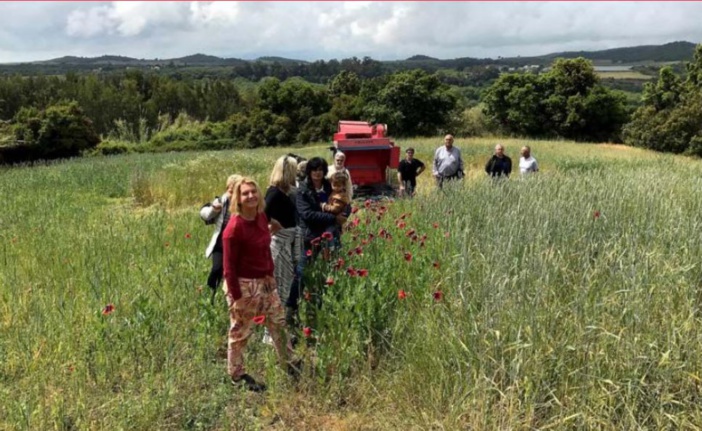 FRASSICCIA   Deux journées de colloque pour décrypter le blé corse
