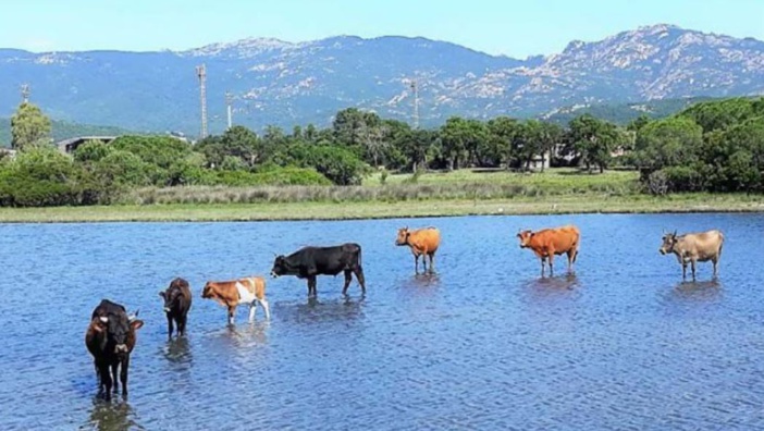 PORTIVECHJU   Comme un air de Camargue à Georgeville 