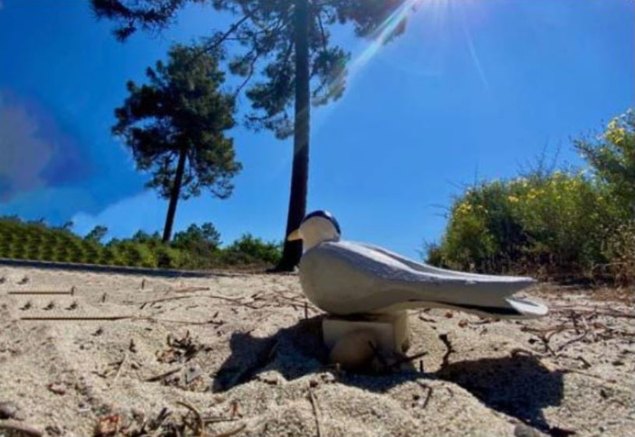 FIUM'ORBU-CASTELLU   Plages : attention aux nids des oiseaux migrateurs