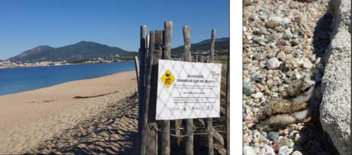 Mise en sécurité des oisillons sur le littoral insulaire