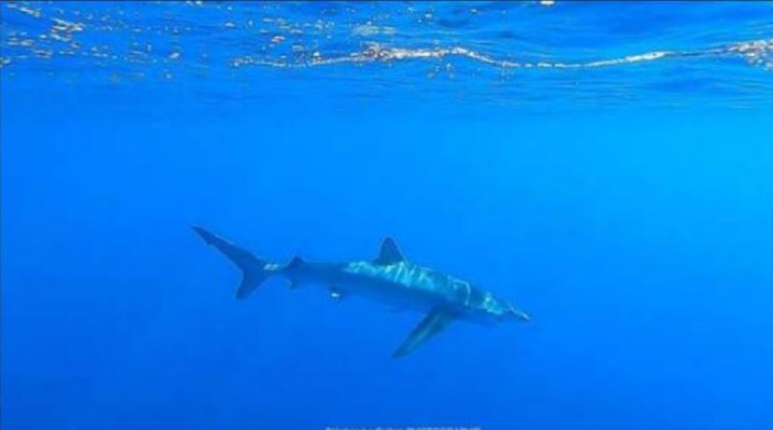CAP CORSE  Un plongeur croise un requin peau bleue