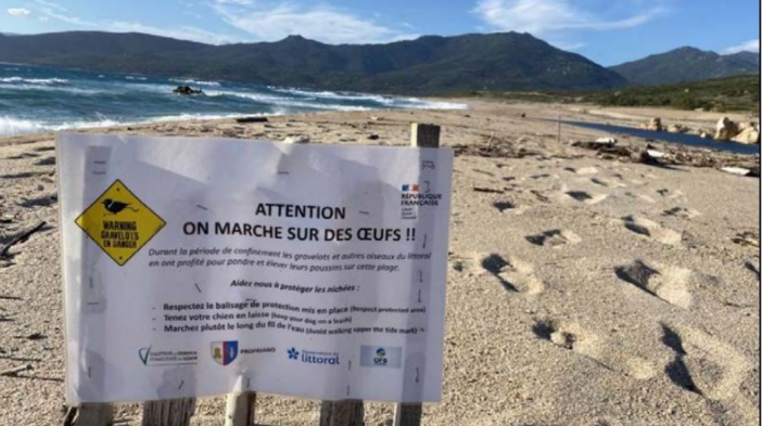 PRUPIÀ   Attention aux nids d'oiseaux sur la plage !