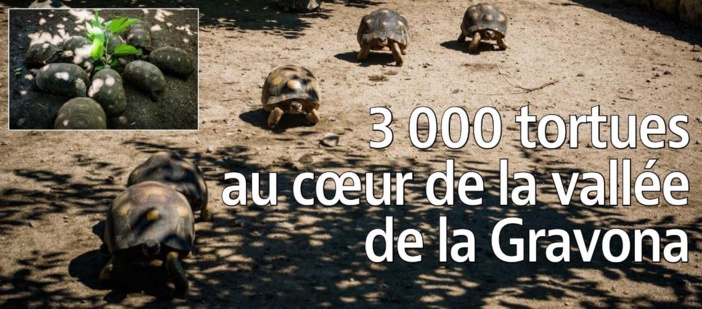 3 000 tortues au coeur de la vallée de la Gravona