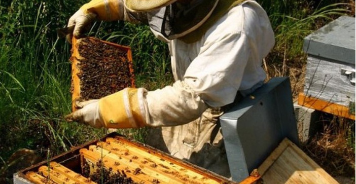 L'effondrement de la production de miel en Corse