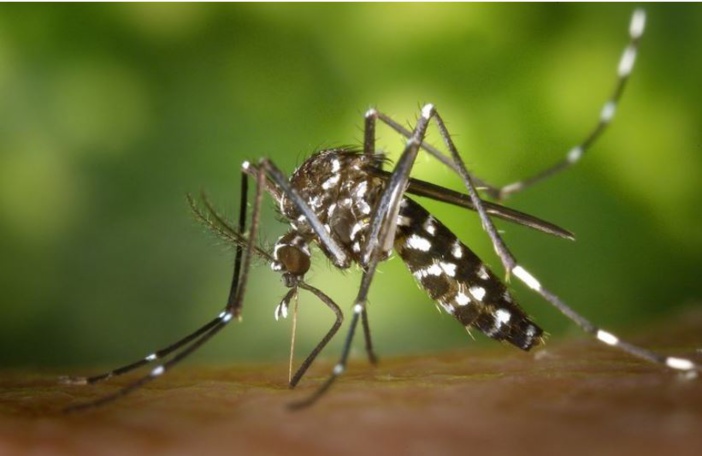 Moustiques et maladies : que faut il savoir ?