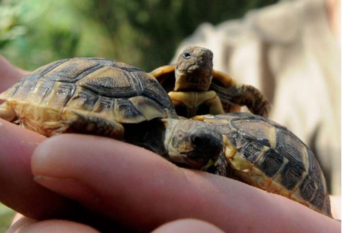 La police de l'environnement au chevet de la  tortue d'Hermann  