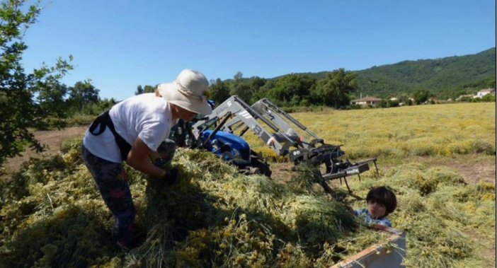  SERRA DI FIUM'ORBU  L'immortelle du solstice d'été 