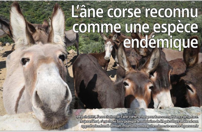 L'âne corse reconnu comme une espèce endémique