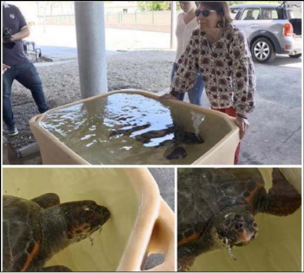 BASTIA   Une tortue caouanne secourue BASTIA   Une tortue caouanne secourue