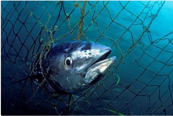 Corse : des pêcheurs italiens interpellés alors qu'ils braconnaient dans la réserve de Bonifacio