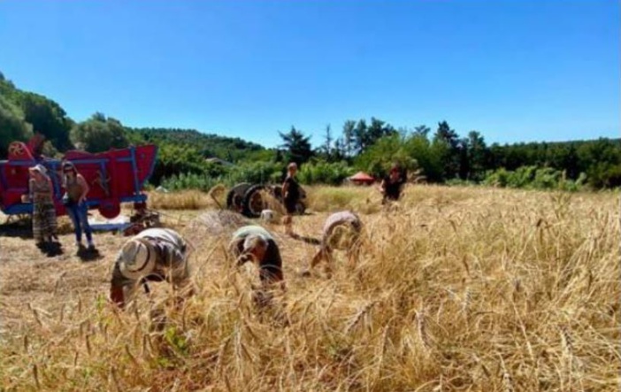 PANCHERACCIA  L'association U Granu Anticu célèbre la richesse du blé